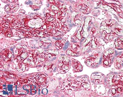 TPM4 Antibody - Human Placenta: Formalin-Fixed, Paraffin-Embedded (FFPE)