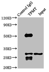 TPMT Antibody - Immunoprecipitating TPMT in K562 whole cell lysate Lane 1: Rabbit control IgG instead of TPMT Antibody in K562 whole cell lysate.For western blotting, a HRP-conjugated Protein G antibody was used as the secondary antibody (1/2000) Lane 2: TPMT Antibody (8µg) + K562 whole cell lysate (500µg) Lane 3: K562 whole cell lysate (10µg)
