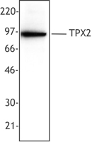 TPX2 Antibody - MOLT-4 nuclear extracts were resolved by electrophoresis, transferred to nitrocellulose and probed with monoclonal anti-TPX2 (clone 18D5) antibody. Proteins were visualized using a goat anti-mouse secondary conjugated to HRP and a chemiluminescence detection system.