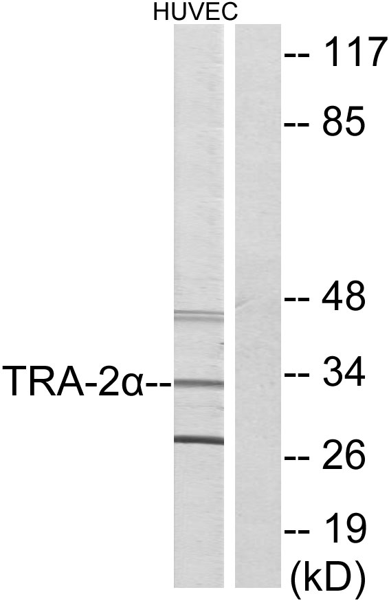 TRA2A Antibody - Western blot analysis of lysates from HUVEC cells, using TRA-2 alpha Antibody. The lane on the right is blocked with the synthesized peptide.