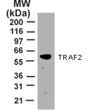 TRAF2 Antibody - Western blot of 30 ug of HeLa cell lysate using antibody?at 2 ug/ml.
