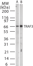 TRAF3 Antibody - Western blot ofTRAF3in (A) HeLaand (B) NIH 3T3 cell lysate using antibody at 2 ug/ml.