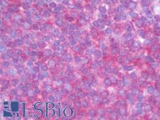 TRAF3IP3 Antibody - Anti-TRAF3IP3 antibody IHC staining of human spleen. Immunohistochemistry of formalin-fixed, paraffin-embedded tissue after heat-induced antigen retrieval. Antibody dilution 1:100.