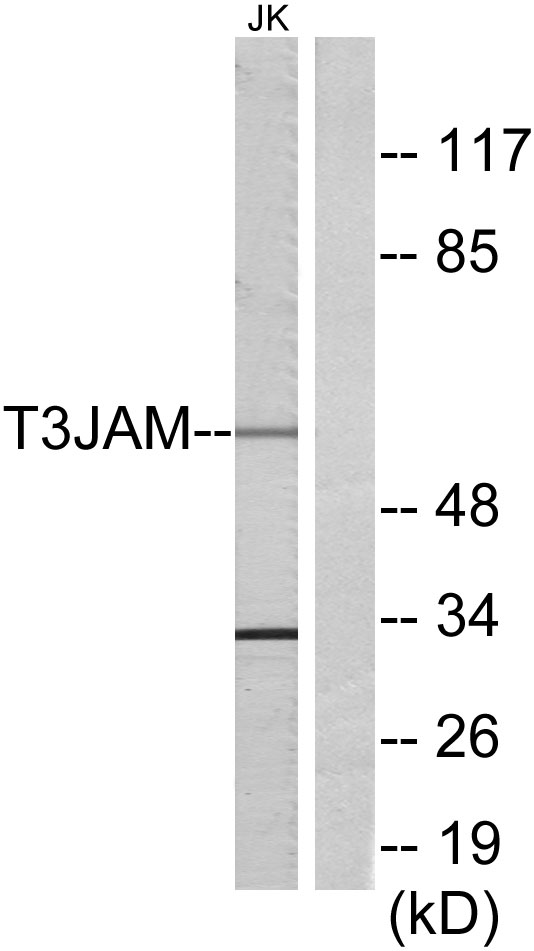 TRAF3IP3 Antibody - Western blot analysis of lysates from Jurkat cells, using T3JAM Antibody. The lane on the right is blocked with the synthesized peptide.