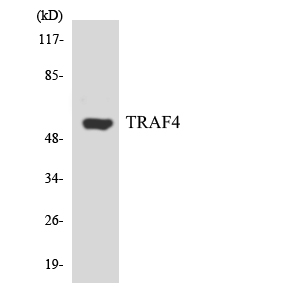 TRAF4 Antibody - Western blot analysis of the lysates from K562 cells using TRAF4 antibody.