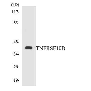 TRAIL-R4 / DCR2 Antibody - Western blot analysis of the lysates from K562 cells using TNFRSF10D antibody.