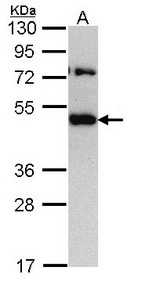 TRAM1 Antibody - Sample (30 ug of whole cell lysate). A: H1299. 10% SDS PAGE. TRAM1 antibody diluted at 1:1000.