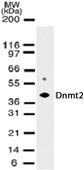 TRDMT1 / DNMT2 Antibody - Western blot analysis for Dnmt2 using antibody at 2 µg/ml dilution against 15 µg of transfected cell lysate.