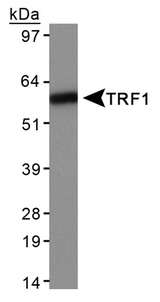 TRF1 / TERF1 Antibody - Detection of TRF1 in HeLa whole cell extracts.  This image was taken for the unconjugated form of this product. Other forms have not been tested.