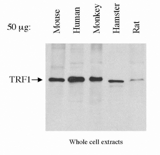 TRF1 / TERF1 Antibody - Detection of TRF1 in HeLa whole cell extracts.  This image was taken for the unconjugated form of this product. Other forms have not been tested.