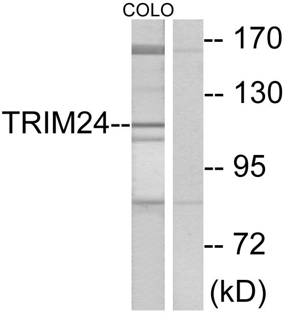 TRIM24 / TIF1 Antibody - Western blot analysis of lysates from COLO cells, using TRIM24 Antibody. The lane on the right is blocked with the synthesized peptide.
