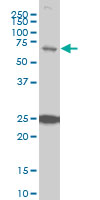 TRIM25 Antibody - TRIM25 monoclonal antibody (M03), clone 5C3 Western blot of TRIM25 expression in HeLa NE.