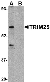TRIM25 Antibody - Western blot of TRIM25 in HeLa cell lysate in (A) the absence and (B) absence of blocking peptide with TRIM25 antibody at 1 ug/ml.