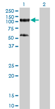 TRIM28 / KAP1 Antibody - Western blot of TRIM28 expression in transfected 293T cell line by TRIM28 monoclonal antibody, clone 4E6.