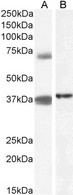 TRIM29 Antibody - TRIM29 / ATDC antibody (1µg/ml) staining of Peripheral Blood Mononucleocyte (A) and (0.1 ug/ml) HeLa (B) cell lysate (35µg protein in RIPA buffer). Detected by chemiluminescence.