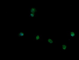 TRIM45 Antibody - Anti-TRIM45 mouse monoclonal antibody immunofluorescent staining of COS7 cells transiently transfected by pCMV6-ENTRY TRIM45.