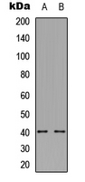 TROP2 / TACSTD2 Antibody - Western blot analysis of TACSTD2 expression in human prostate (A); NIH3T3 (B) whole cell lysates.