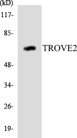 TROVE2 Antibody - Western blot analysis of the lysates from HepG2 cells using TROVE2 antibody.