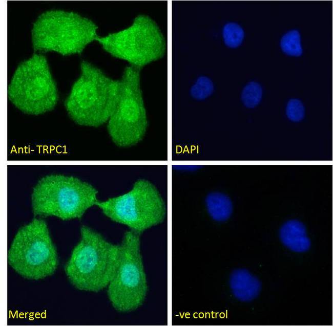 TRPC1 Antibody - TRPC1 antibody immunofluorescence analysis of paraformaldehyde fixed U2OS cells, permeabilized with 0.15% Triton. Primary incubation 1hr (10ug/ml) followed by Alexa Fluor 488 secondary antibody (4ug/ml), showing nuclear and cytoplasmic staining. The nuclear stain is DAPI (blue). Negative control: Unimmunized goat IgG (10ug/ml) followed by Alexa Fluor 488 secondary antibody (2ug/ml).