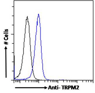 TRPM2 Antibody - TRPM2 antibody flow cytometric analysis of paraformaldehyde fixed Jurkat cells (blue line), permeabilized with 0.5% Triton. Primary incubation 1hr (10ug/ml) followed by Alexa Fluor 488 secondary antibody (1ug/ml). IgG control: Unimmunized goat IgG (black line) followed by Alexa Fluor 488 secondary antibody.