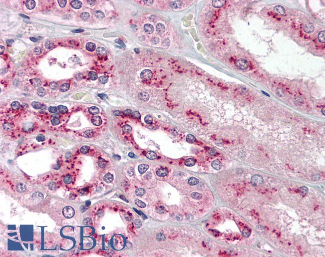 TS / Thromboxane Synthase Antibody - Anti-TBXAS1 antibody IHC of human kidney:. Immunohistochemistry of formalin-fixed, paraffin-embedded tissue after heat-induced antigen retrieval. Antibody concentration 5 ug/ml.