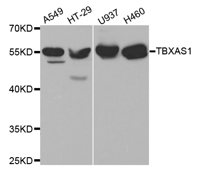 TS / Thromboxane Synthase Antibody - Western blot analysis of extracts of various cell lines, using TBXAS1 antibody.