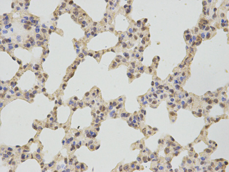 TS / Thromboxane Synthase Antibody - Immunohistochemistry of paraffin-embedded mouse lung using TBXAS1 antibody at dilution of 1:200 (400x lens).