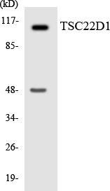 TSC22D1 / TSC22 Antibody - Western blot analysis of the lysates from HepG2 cells using TSC22D1 antibody.