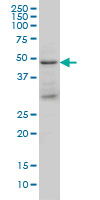 TSG101 Antibody - TSG101 monoclonal antibody clone 5B7 Western blot of TSG101 expression in K-562.