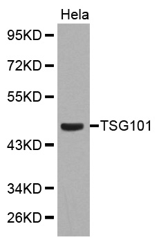 TSG101 Antibody - Western blot analysis of extracts of HeLa cell line, using TSG101 antibody.
