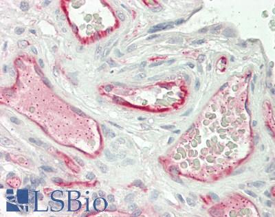 TSG101 Antibody - Human Placenta: Formalin-Fixed, Paraffin-Embedded (FFPE)