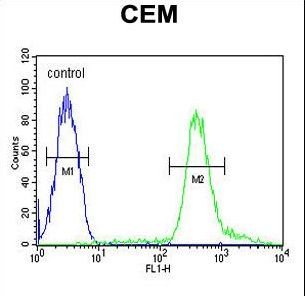 TSHZ2 Antibody - TSH2 Antibody flow cytometry of CEM cells (right histogram) compared to a negative control cell (left histogram). FITC-conjugated goat-anti-rabbit secondary antibodies were used for the analysis.