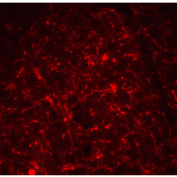 TSLP Antibody - Immunofluorescence of TSLP in mouse brain tissue with TSLP antibody at 20 µg/ml.