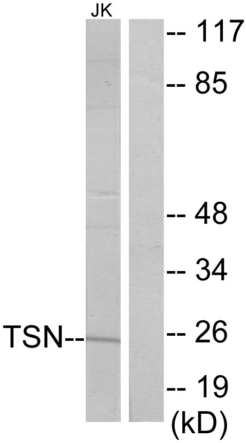 TSN / Translin Antibody - Western blot analysis of lysates from Jurkat cells, using TSN Antibody. The lane on the right is blocked with the synthesized peptide.