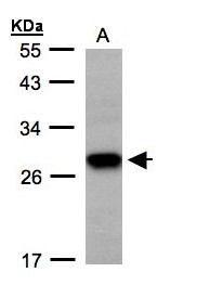 TSPAN1 / TM4SF Antibody - Sample (30 ug whole cell lysate). A: H1299. 12% SDS PAGE. TSPAN1 / TM4SF antibody diluted at 1:500
