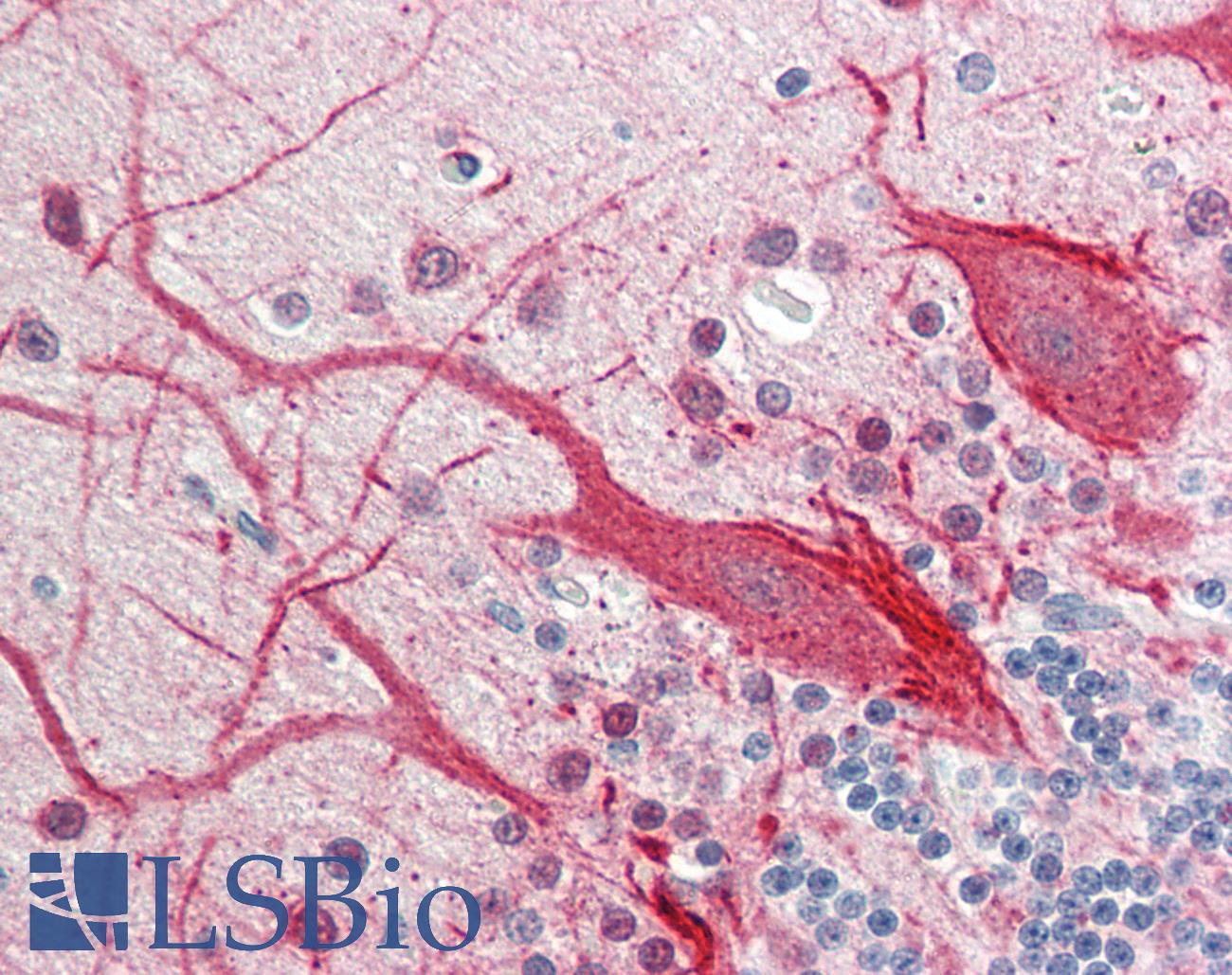 TSPAN1 / TM4SF Antibody - Human Brain, Cerebellum: Formalin-Fixed, Paraffin-Embedded (FFPE)