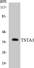 TSTA3 /  GDP-L-Fucose Synthase Antibody - Western blot analysis of the lysates from COLO205 cells using TSTA3 antibody.
