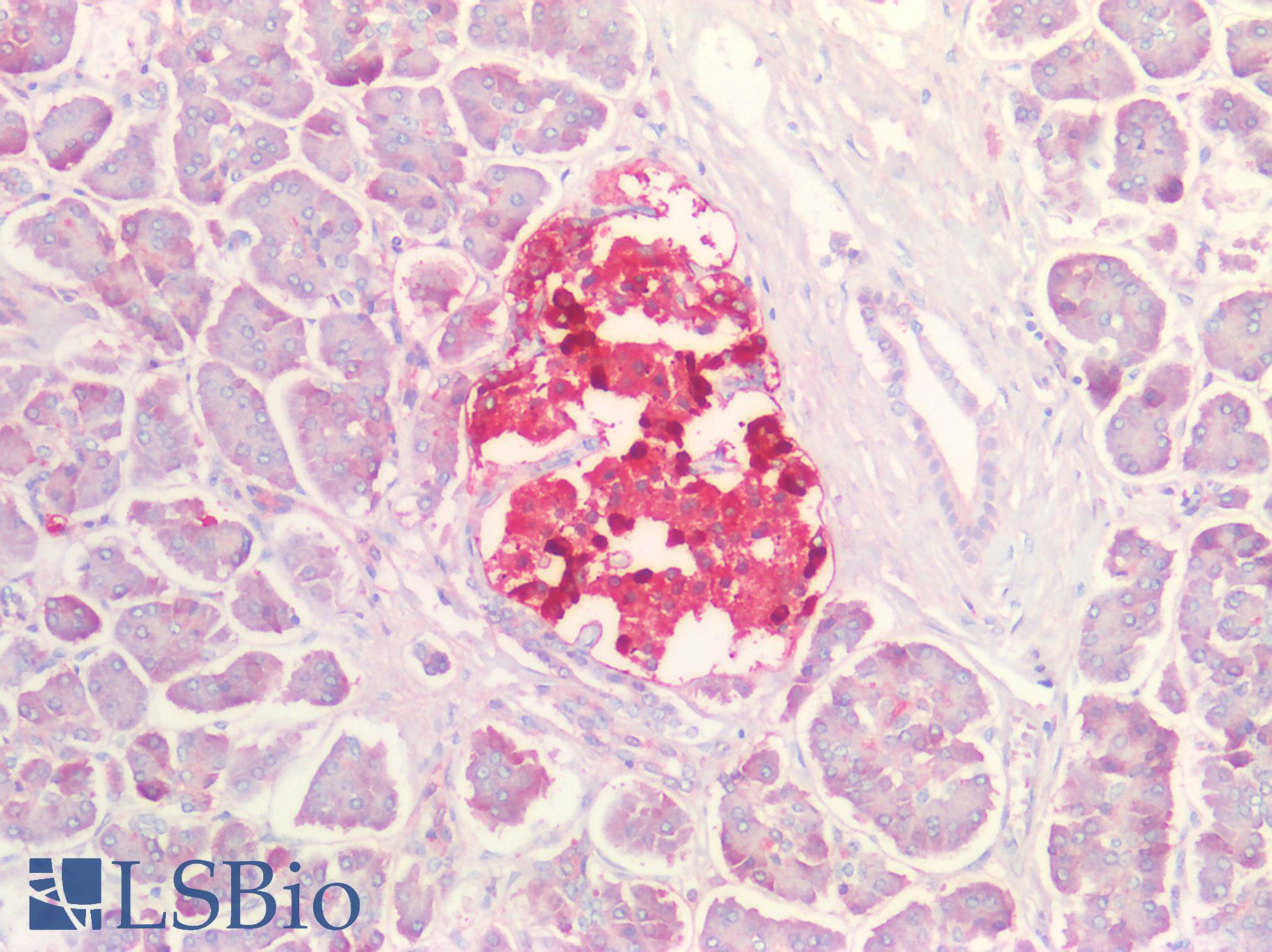 TTR / Transthyretin Antibody - Human Pancreas: Formalin-Fixed, Paraffin-Embedded (FFPE)