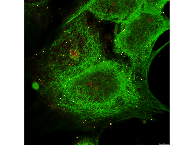 TUBA1B / Tubulin Alpha 1B Antibody - Anti-alpha-Tubulin (MOUSE) Monoclonal Antibody - Immunofluorescence. Anti-alpha-Tubulin (MOUSE) Monoclonal Antibody Immunofluorescence image showing MCF-7 cell staining of Anti-alpha-Tubulin (MOUSE) Monoclonal Antibody in green and staining of Anti-Gli-3 (RABBIT) Antibody in red.