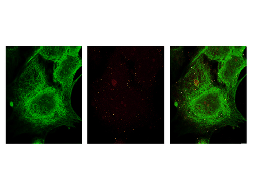 TUBA1B / Tubulin Alpha 1B Antibody - Anti-alpha-Tubulin (MOUSE) Monoclonal Antibody - Immunofluorescence. Anti-alpha-Tubulin (MOUSE) Monoclonal Antibody Immunofluorescence image one showing MCF-7 cell staining of Anti-alpha-Tubulin (MOUSE) Monoclonal Antibody in green. Immunofluorescence image two showing MCF-7 cell staining of Anti-Gli-3 (RABBIT) Antibody in red. Immunofluorescence image three showing MCF-7 cell superimposed staining of Anti-alpha-Tubulin (MOUSE) Monoclonal Antibody in green and staining of Anti-Gli-3 (RABBIT) antibody in red.