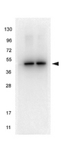 TUBA1B / Tubulin Alpha 1B Antibody - Anti-alpha-Tubulin Monoclonal Antibody - Western Blot. HeLa whole cell lysate (left lane) and HEK293 whole cell lysate (right lane) were loaded with 10 ug of lysate each. The blot was blocked with Blocking Buffer (MB-070) for 30 min at RT, then washed and incubated with anti-Tubulin monoclonal antibody diluted in Blocking Buffer (p/n MB-070) at 1:1000 for 1 h at RT. After washing, blot was incubated with a 1:40000 dilution of HRP Rb a-Ms IgG (p/n LS-C60772) secondary antibody in Blocking Buffer (p/n MB-070) for 30 minutes at RT. Data was collected using Bio-Rad VersaDoc 4000 MP.