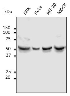 TUBA4A / TUBA1 Antibody - Anti-Tubulin alpha4A Ab at 1:1,000 dilution; lysates at 100 ug per lane; Rabbit polyclonal to goat IgG (HRP) at 1:10,000 dilution.