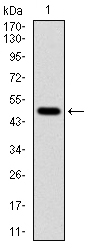 TUBA8 / Tubulin Alpha 8 Antibody - Western blot using TUBA8 monoclonal antibody against human TUBA8 (AA: 294-449) recombinant protein. (Expected MW is 50 kDa)