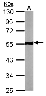 TUBB / Beta Tubulin Antibody - Sample (30 ug of whole cell lysate). A: NIH-3T3. 10% SDS PAGE. TUBB / Beta Tubulin antibody diluted at 1:5000.