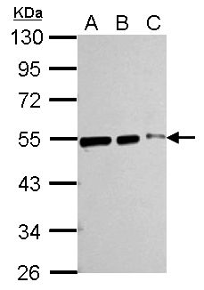 TUBB / Beta Tubulin Antibody - Sample (whole cell lysate). A:293T 20 ug, B:293T 10 ug, C:293T 5 ug. 10% SDS PAGE. TUBB / Beta Tubulin antibody diluted at 1:10000.
