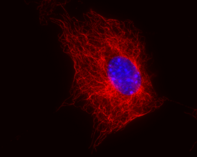 TUBB / Beta Tubulin Antibody - Immunofluorescence staining of 3T3 mouse embryonal fibroblast cell line using anti-beta-tubulin (TU-06) (detection by Goat anti-mouse IgM Cy5). Nucleus is stained with DAPI (blue).