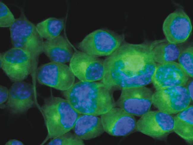TUBB3 / Tubulin Beta 3 Antibody - Immunofluorescence staining of Neuro2a mouse neuroblastoma cell line using anti-betaIII-tubulin (TU-20; green; 3 µg/ml). Nuclei were stained with DAPI (blue).