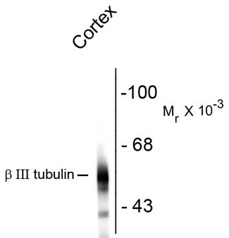 TUBB3 / Tubulin Beta 3 Antibody - Western blot of rat cortex lysate showing specific immunolabeling of the ~55k beta III tubulin protein.