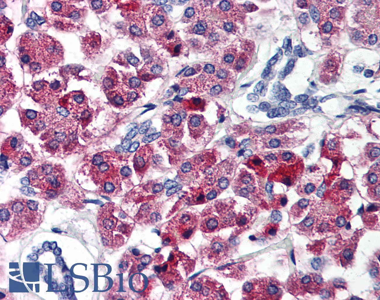 Tuberin / TSC2 Antibody - Anti-TSC2 / Tuberin antibody IHC of human pancreas. Immunohistochemistry of formalin-fixed, paraffin-embedded tissue after heat-induced antigen retrieval. Antibody concentration 5 ug/ml.