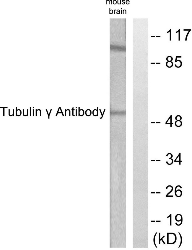 TUBG1 / Tubulin Gamma 1 Antibody - Western blot analysis of lysates from mouse brain, using Tubulin gamma Antibody. The lane on the right is blocked with the synthesized peptide.